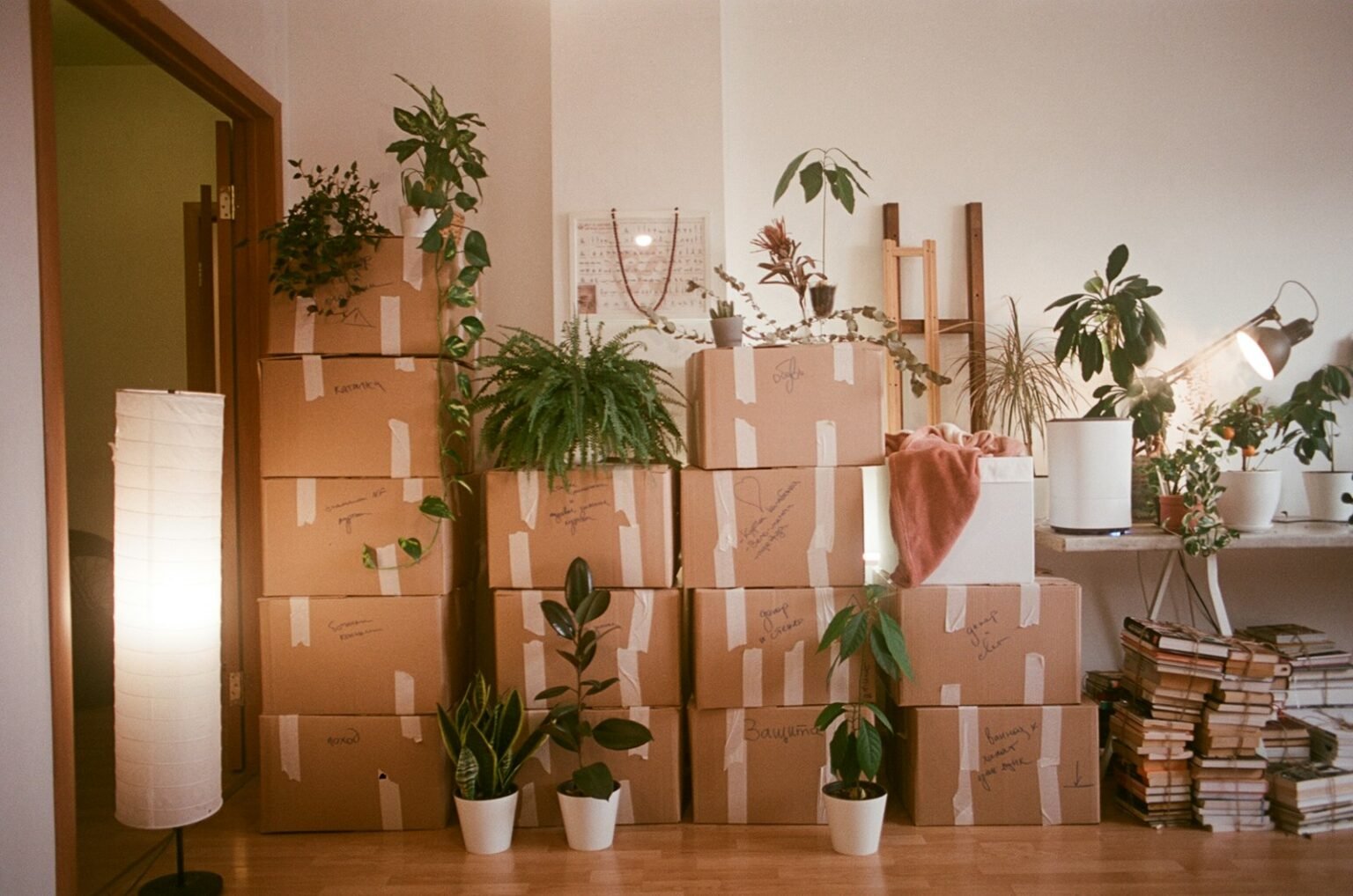 Moving house plants